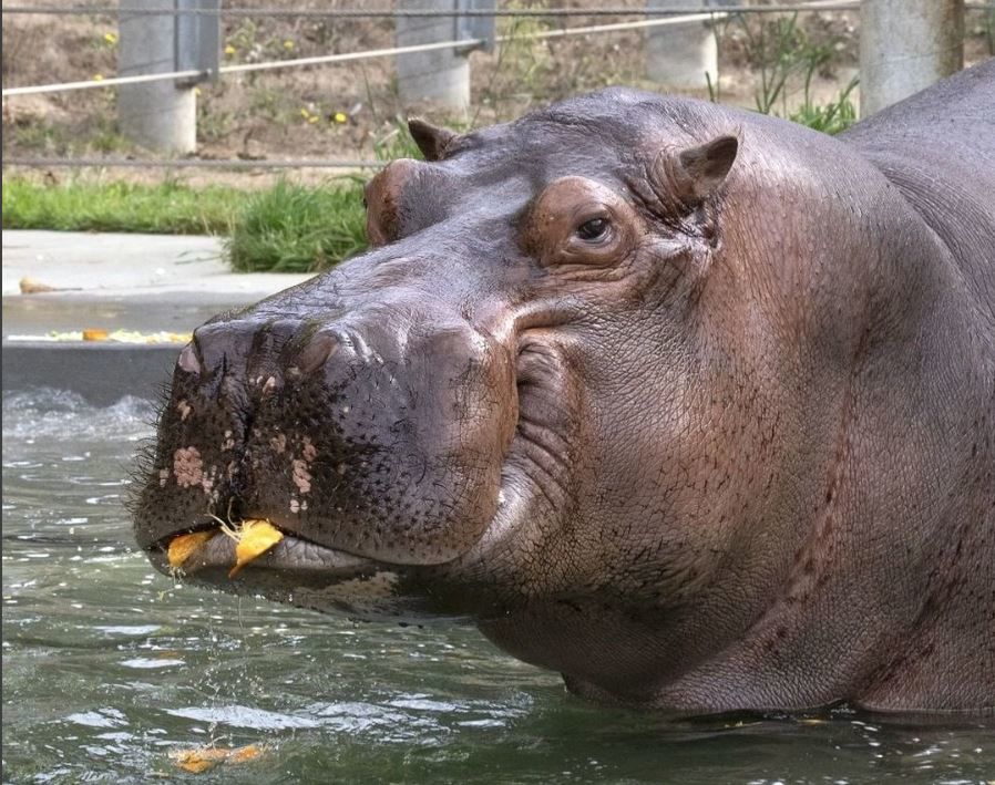 Hippopotamus Fact #7
